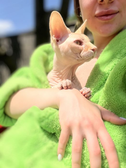 Сфінкс канадський вязка злучка сфинкс резинка вʼязка