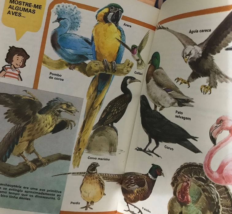 Livros infantis juvenis coleção Primeiras Perguntas educação ilustrado