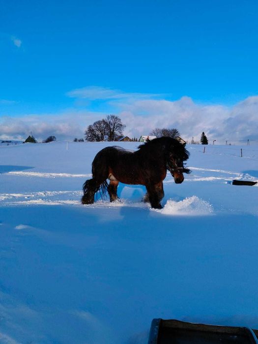 Sprzedam ogiera zimnokrwistego