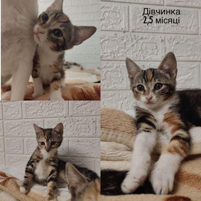 Красивые котята бесплатно