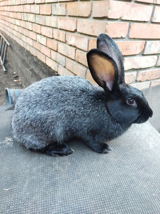 Кролики Полтавське Срібло