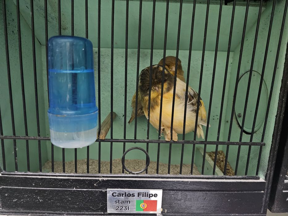 Norwich  de Carlos Filipe