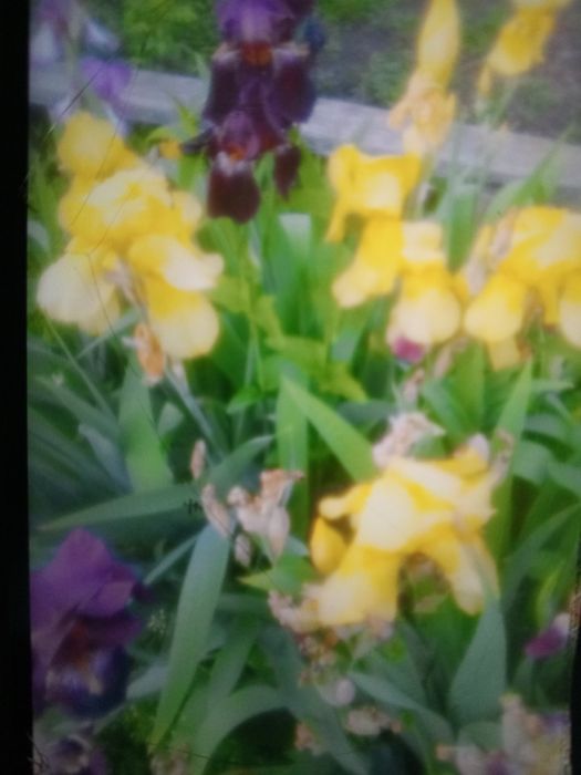 Продам  півники іриси