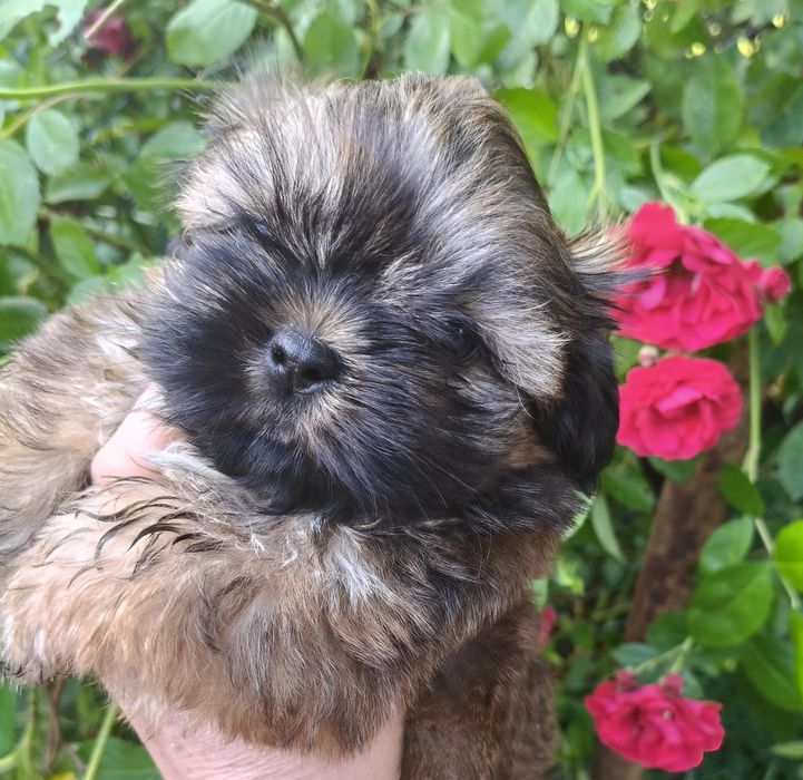 Shih tzu piesek FCI malutki