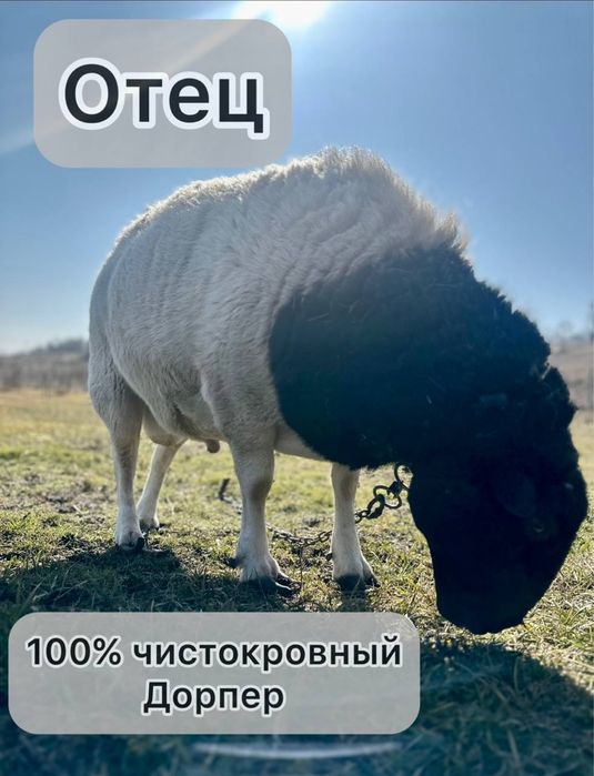 Продам молодого барана крос дорпер , романовский
