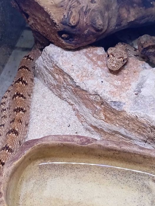 Wąż diademowy Spalerosophis diadema