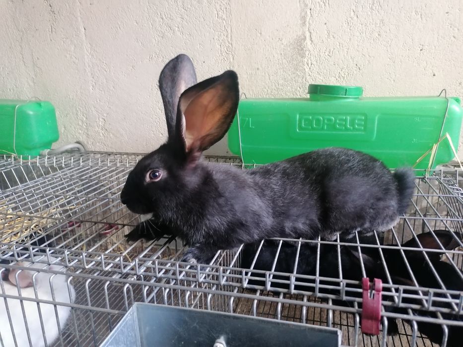 Coelhos F1 vacinados e desparasitados