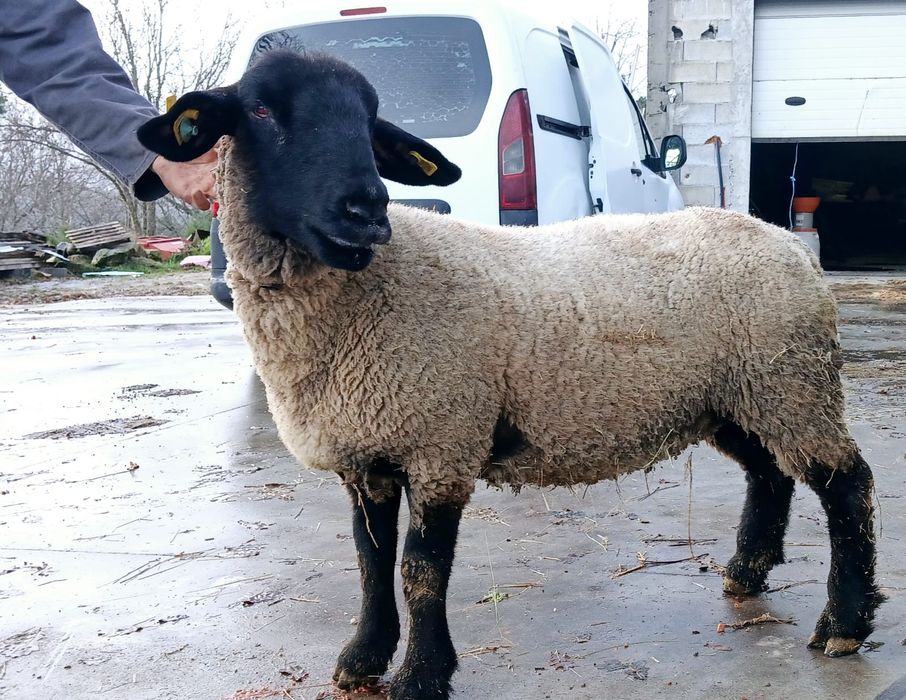 Ovelha suffolk com certificado