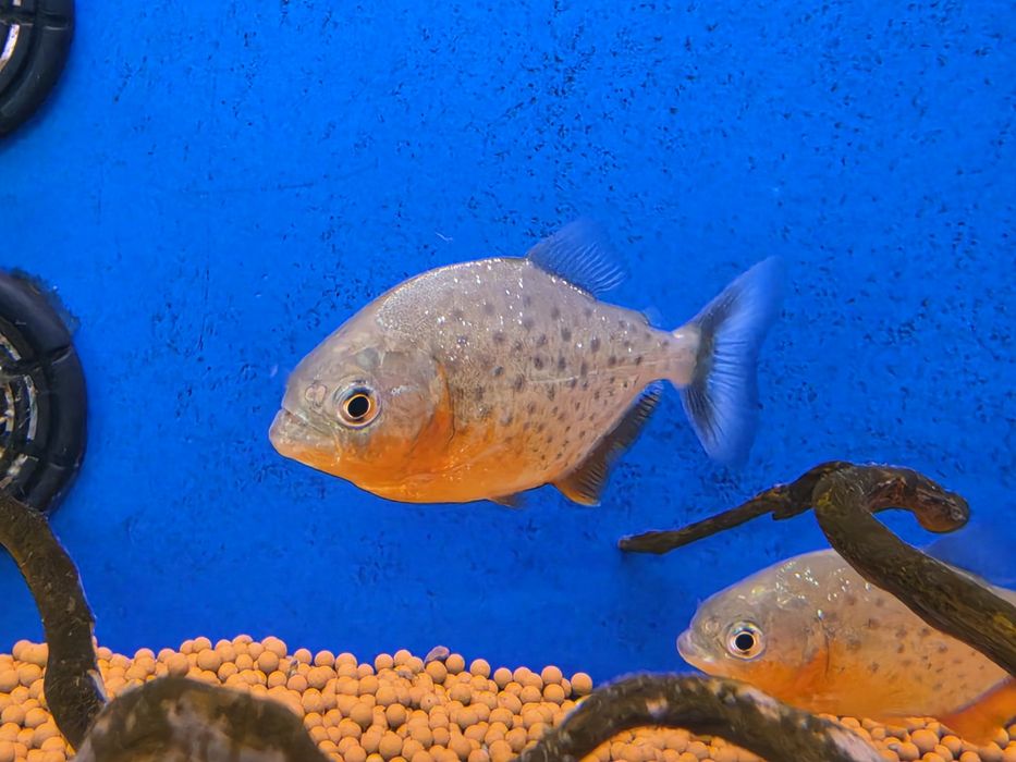 Piranha Vermelha