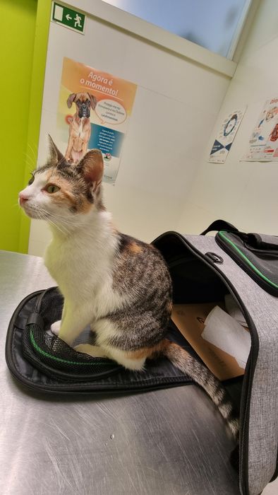 Gata gatinha linda de 1 ano carinhosa urgente