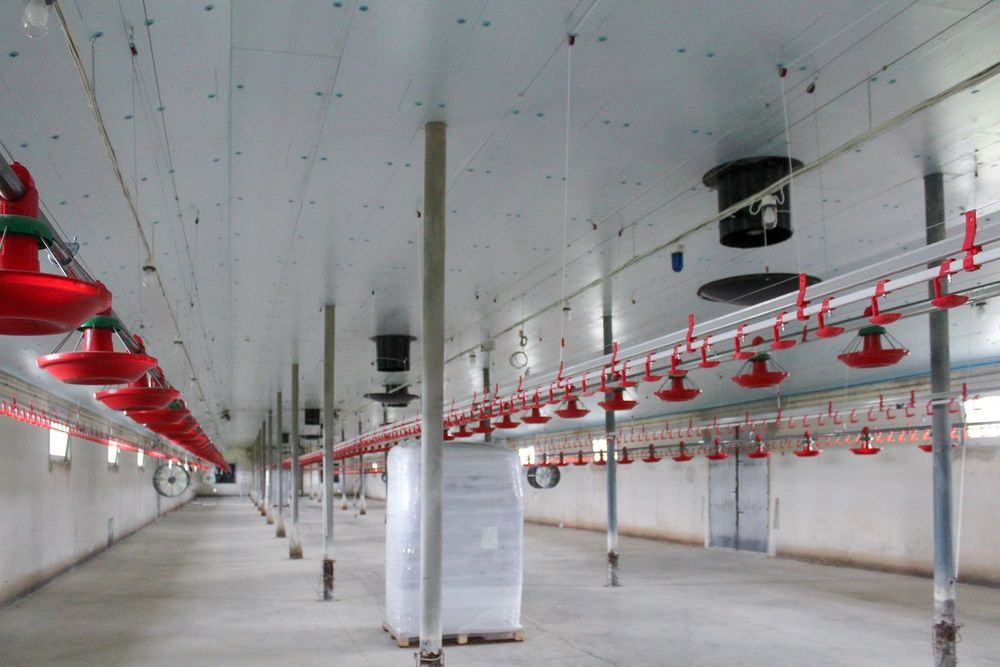 Izolacja Ocieplenie Sufit do Chlewni Obory Kurnika Styrodur XPS AGRO