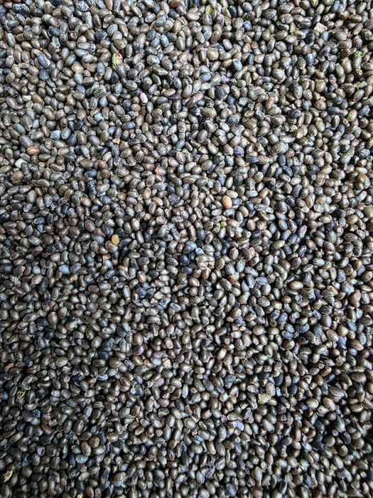 Nasiona Cząbru zbiór 2025r.