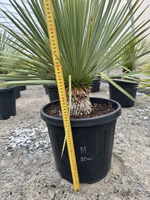 Juka Rostrata Yucca Rostrata ok 80 cm