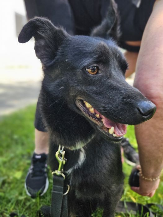 Onyx drobniutki i energiczny kochany psiak do adopcji
