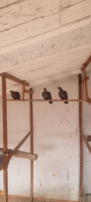 Pombo oliva- casal