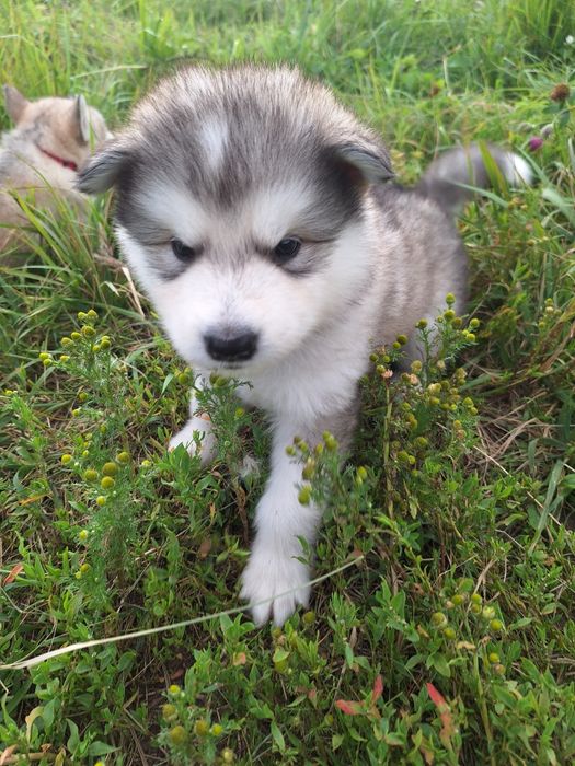 Alaskan Malamute FCI / ZKwP