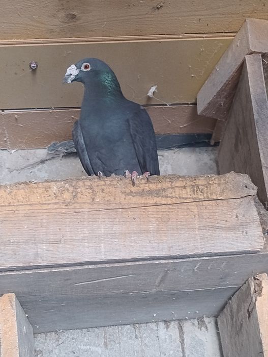 Gołębie Staropolskie