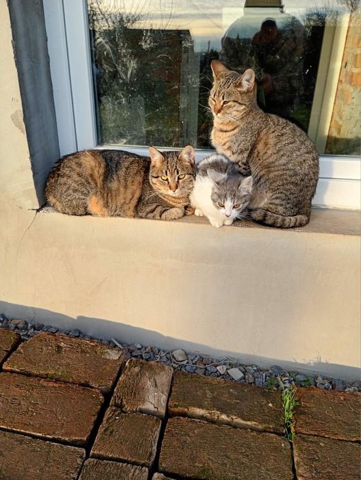 Кошенята шукають дім