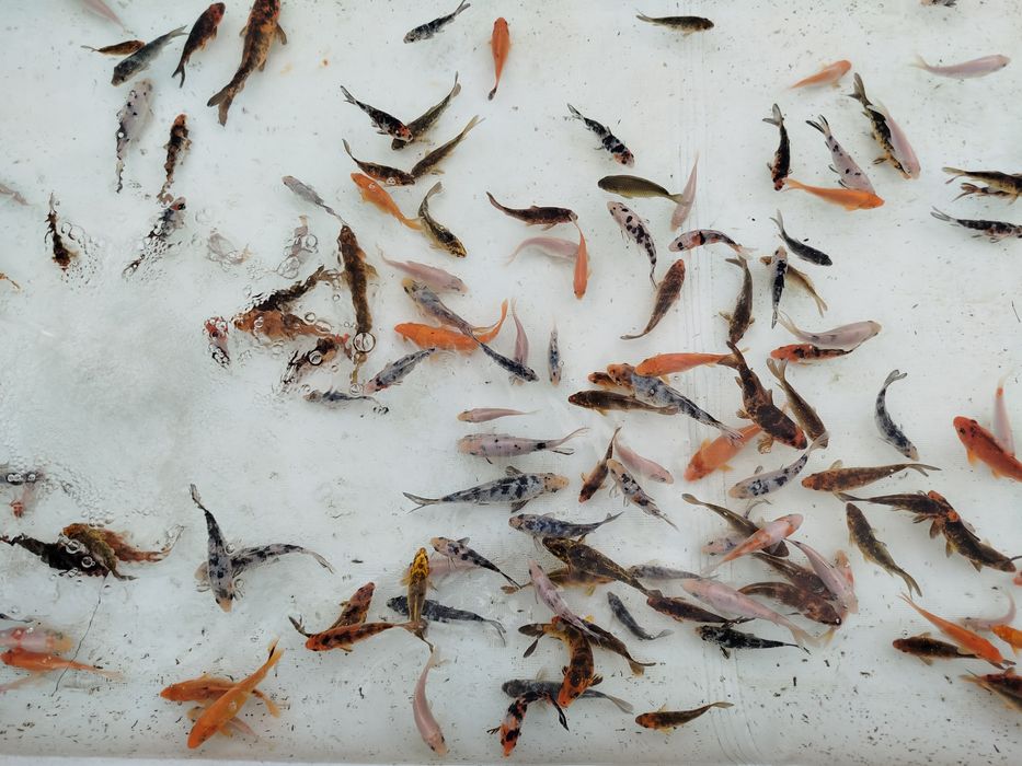 Karp karpie koi sprzedam