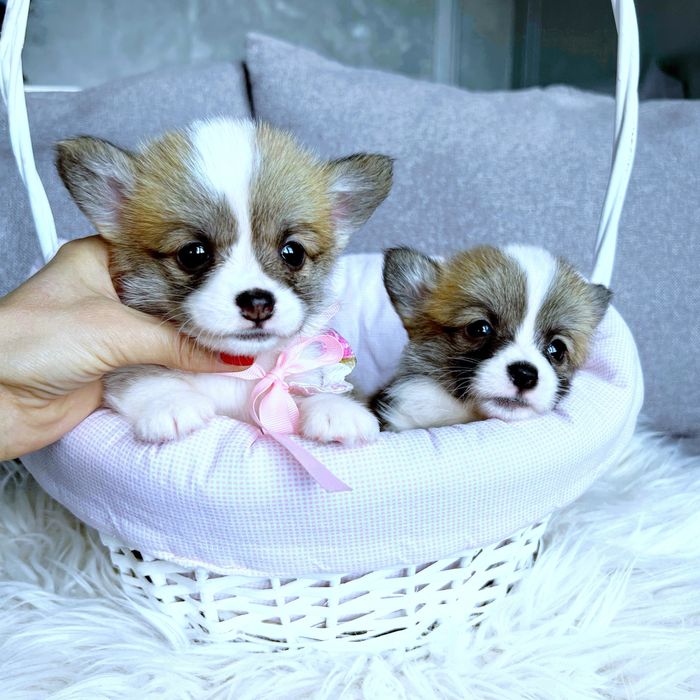 Вельш корги пемброк