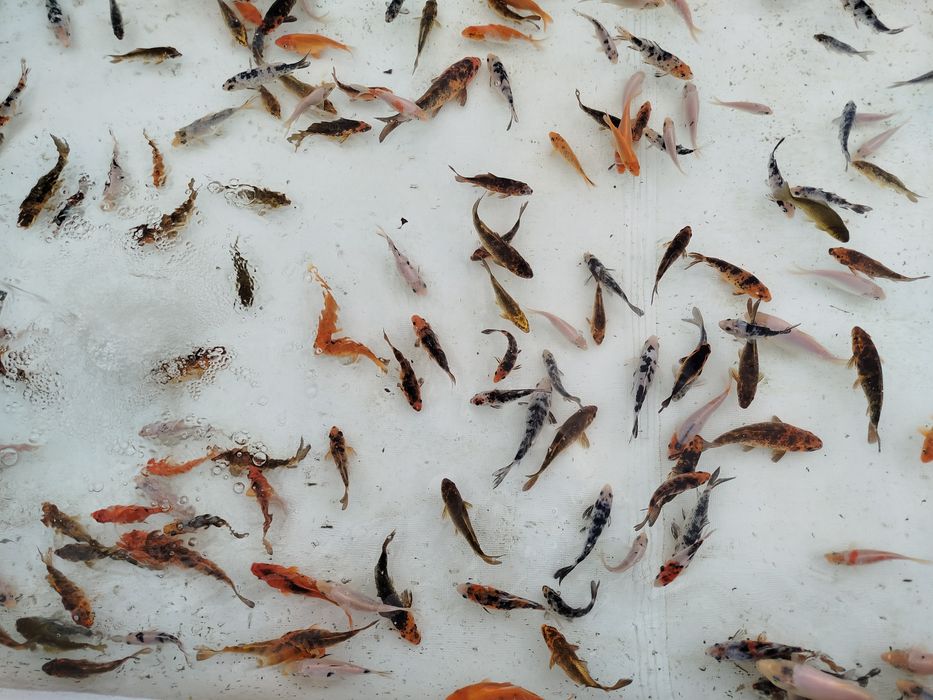 Karp karpie koi sprzedam