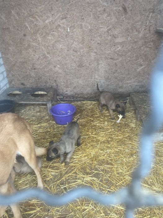 Щенки бельгійськоі вівчаркиМалінуа