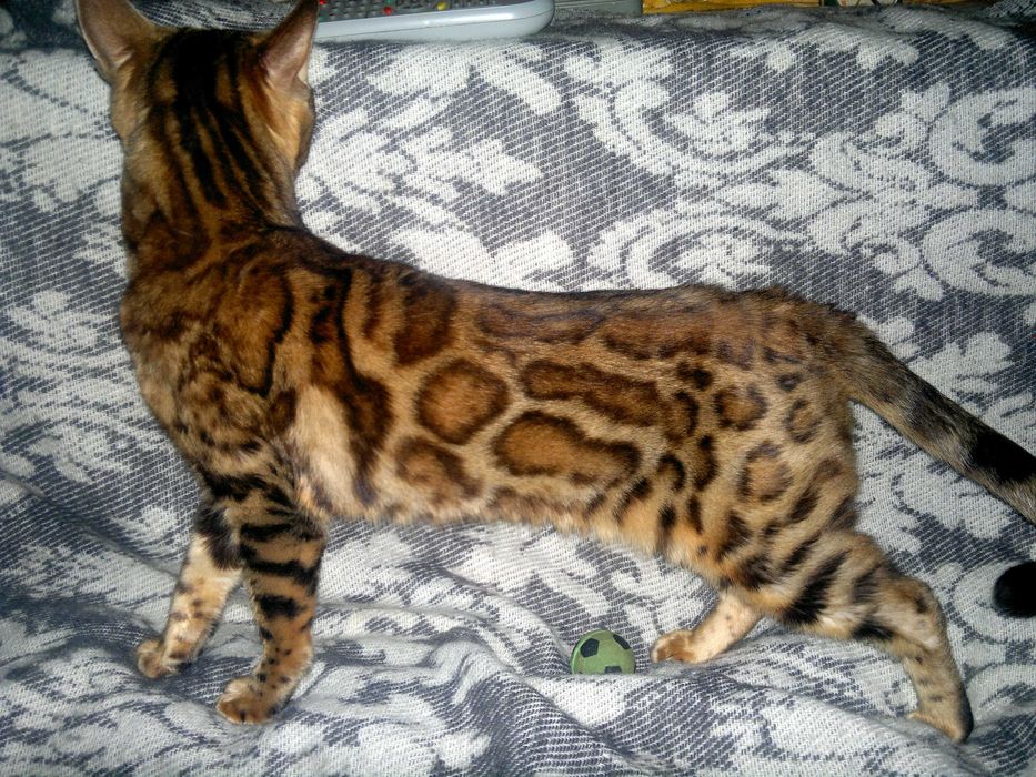 Чистокровна бенгальська в шикарному BENn24