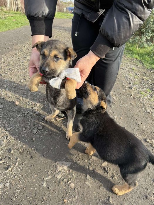 Отдам в хорошие руки метисов овчарки