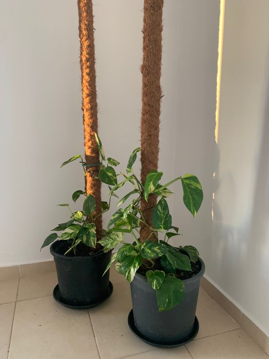 Plantas naturais de interior. Porte grande.