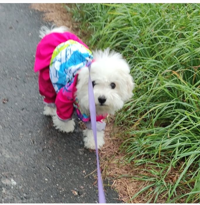 Бішони-пухнасті янголи