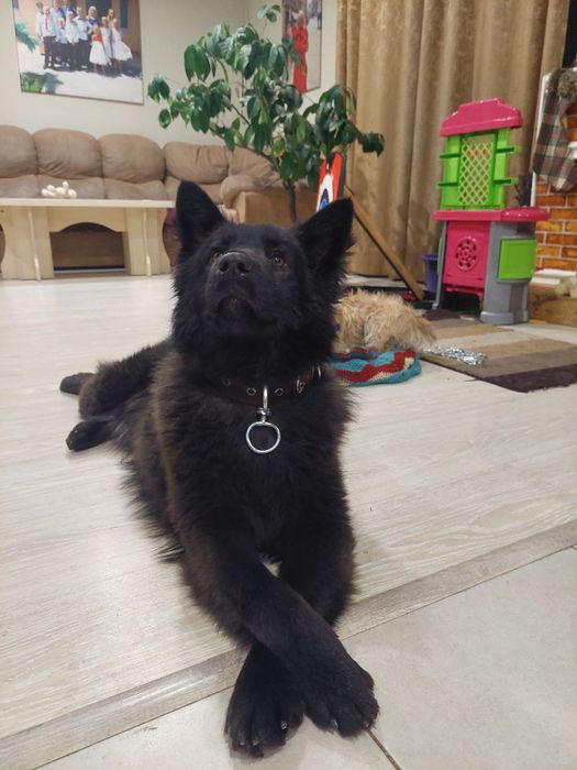 Лайка дуже гарна