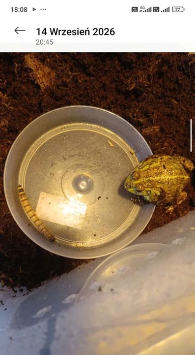 Żaba byk  Pyxicephalus adspersus