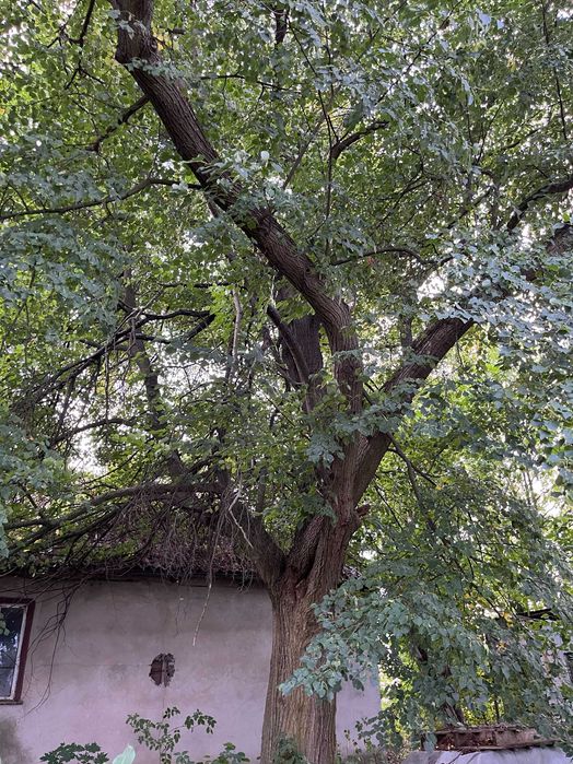 Siedlisko z klimatem i wielkim potencjałem – 2,46 ha z mediami - Widok 2