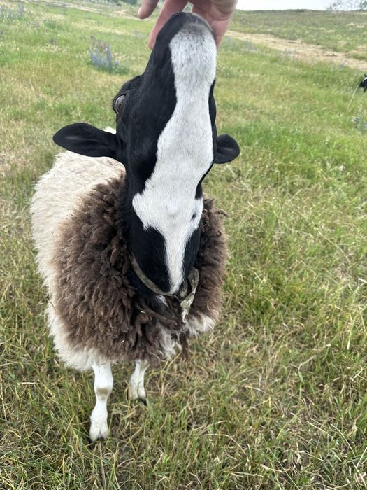 Баран на племя. Кросс дорпер, баран дорпер f1