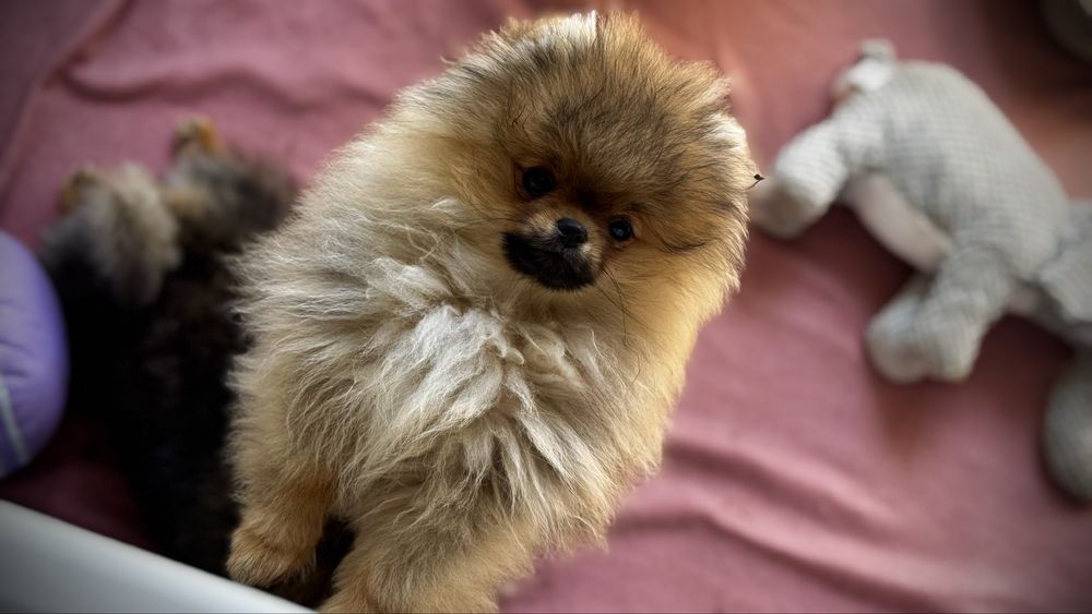 Szpic miniaturowy pomeranian FCi