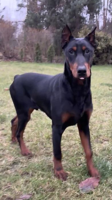 Doberman szczeniak
