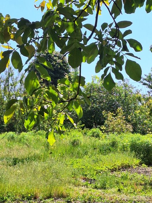 Дзвінкове продам  земельну ділянку 50 соток