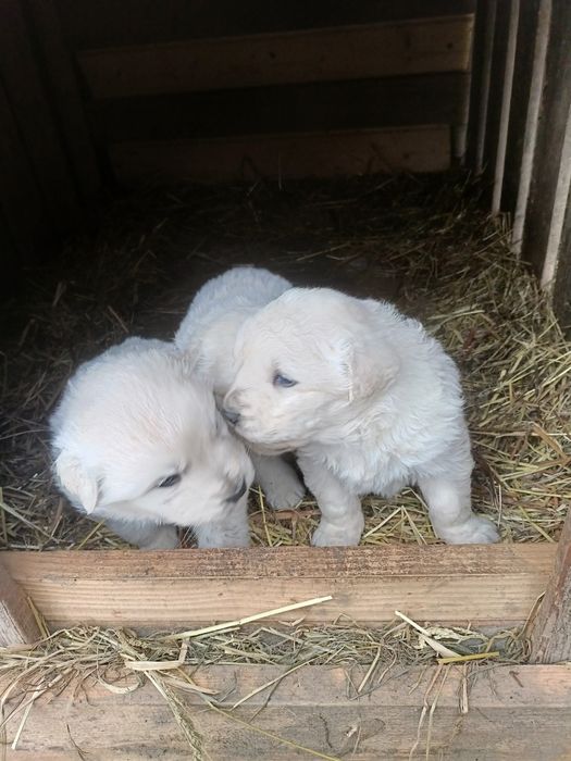 Sprzedam piękne owczarki podhalańskie.