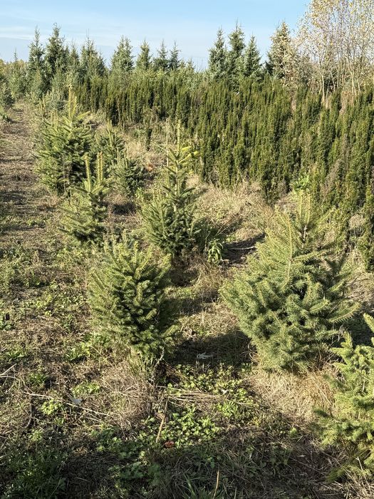 Swierk srebrny 50 cm