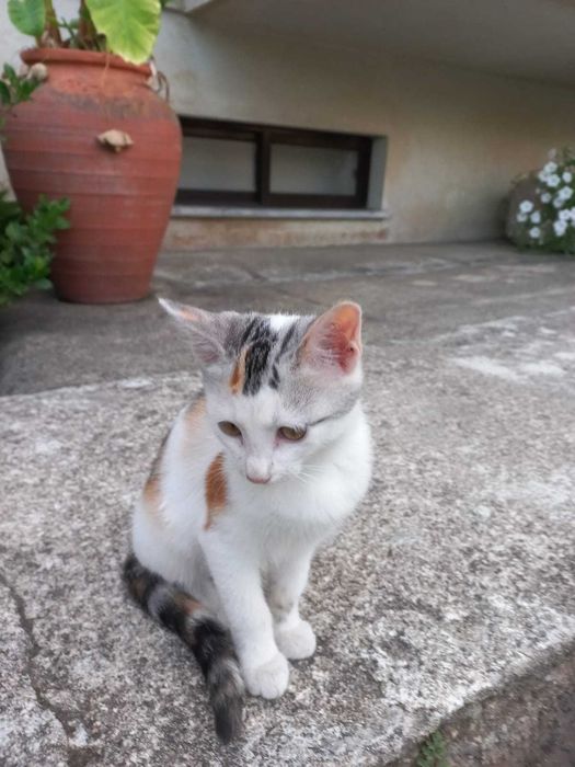 Gatinhos para Adoção Responsável