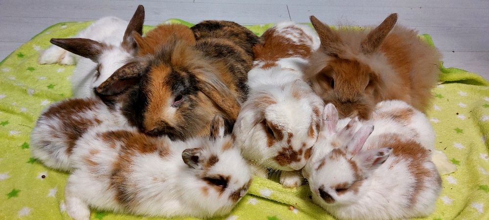 Króliki teddy miniaturki