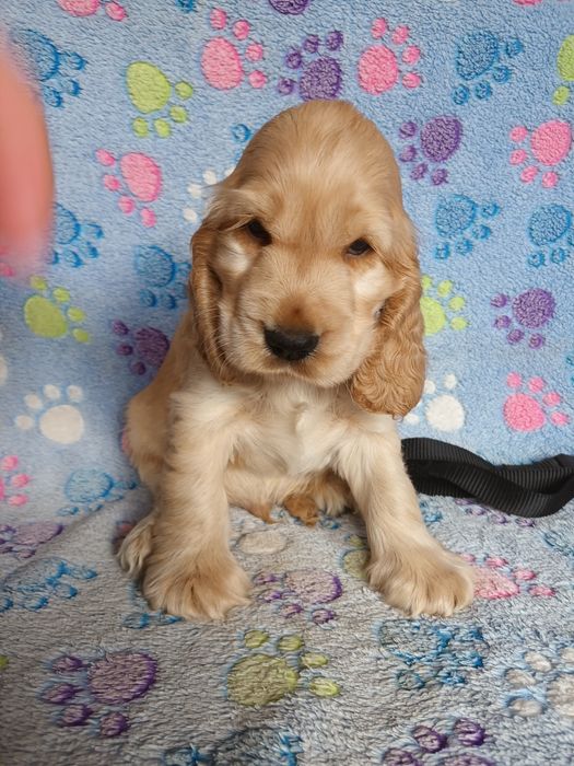 Cocker spaniel angielski złoty chłopczyk
