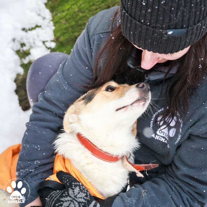 Kochana sunia Molly do adopcji!