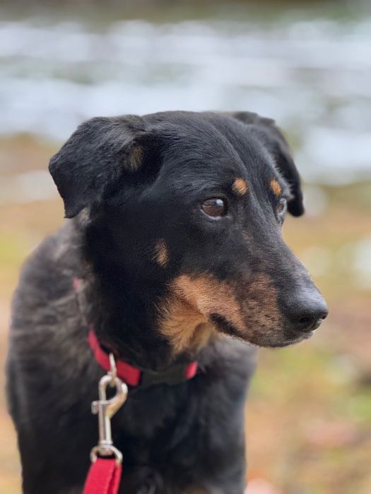 Tosia piesek do adopcji!