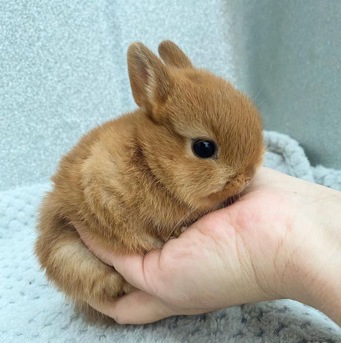 Coelhos anões adoráveis