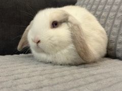 Króliki baranek karzełek miniaturka mini lop