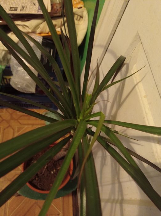 Драцена Маргината.