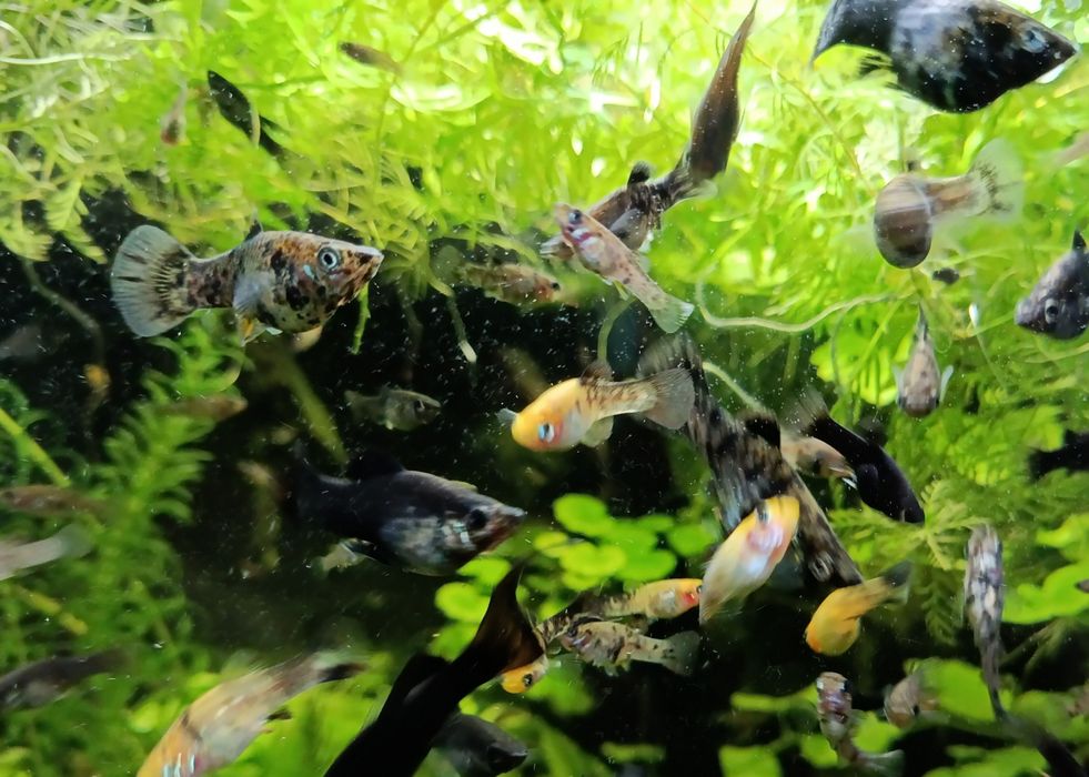 Molinezje młode dalmatynki