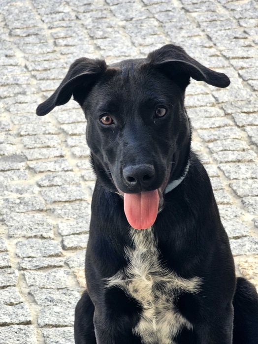 Cão para adoção responsável