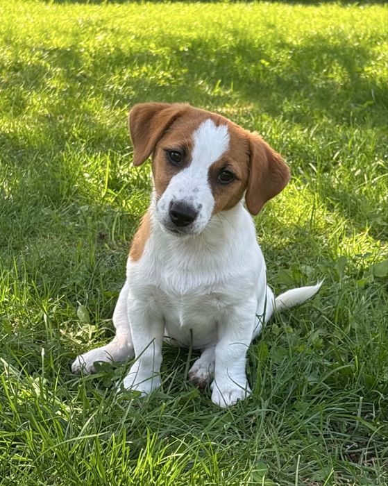 Jack Russell Terrier –  suczka Jagoda